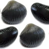 Behr Trendex Mini Carp Shells, 6 Stuks! -Fishing Verkoop 5175a1e2b8dcbf91