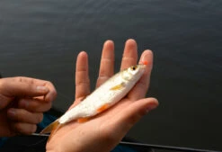 Cresta Spaghetti Balls Blood Red -Fishing Verkoop 5db3d2d7b38b1899